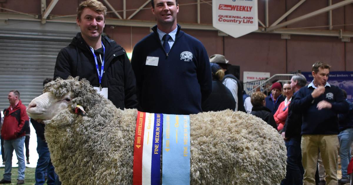 Australian Sheep & Wool Show success for WA Merino breeders | Farm Weekly