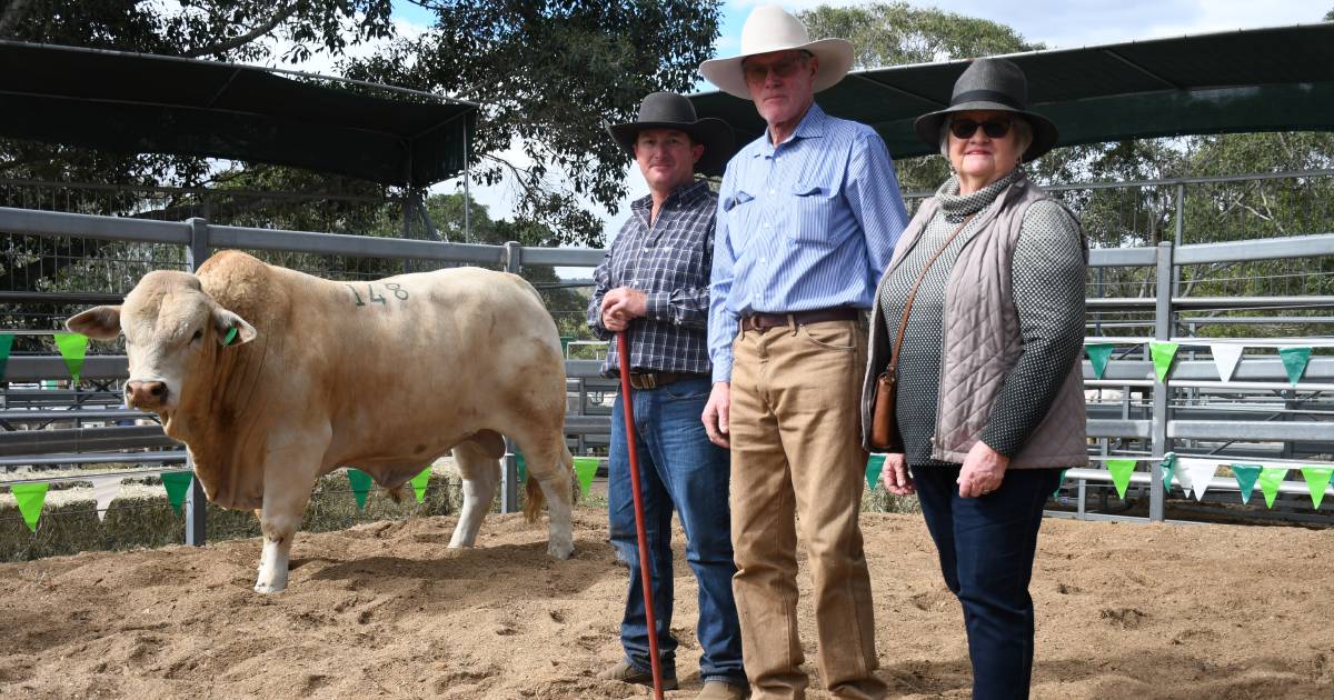 Woolooga Charolais, Charbray group sells all 166 bulls to spirited bidders