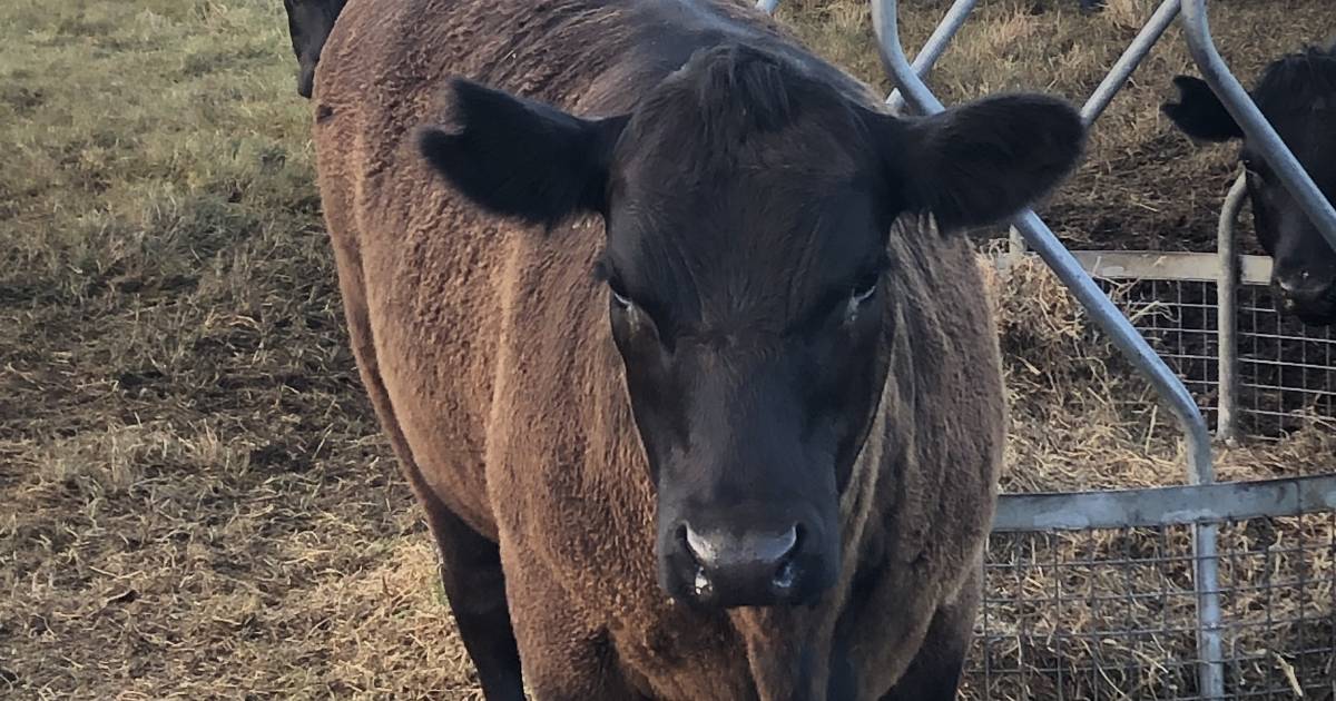 Rebuilding split-calving herd