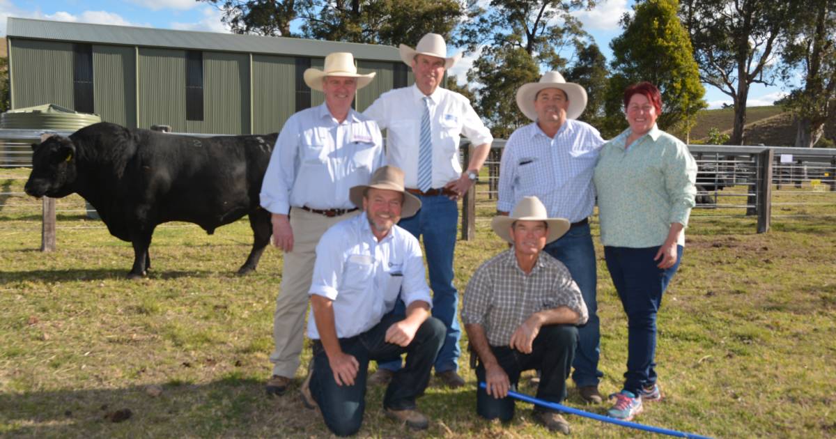 Central Queensland buyer pays $40,000 for Sugarloaf Exclusive S11 | Queensland Country Life