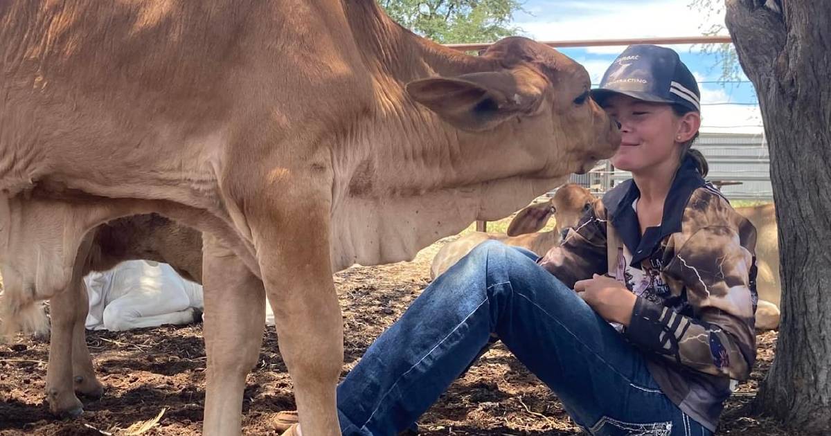 Charters Towers' red Brahman operation looks to polled future