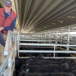 Cow and heifer slaughter still strong but declining