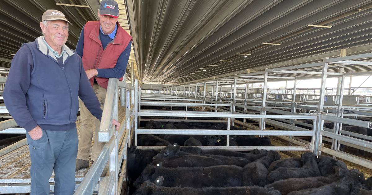 Weaners hit $1475 in big winter sale at Carcoar