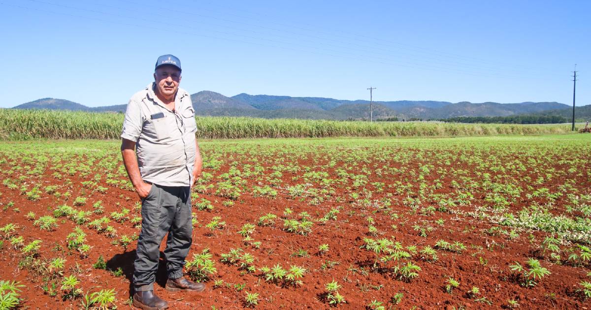 Hemp touted as rotation crop for Far North agriculture | Queensland Country Life