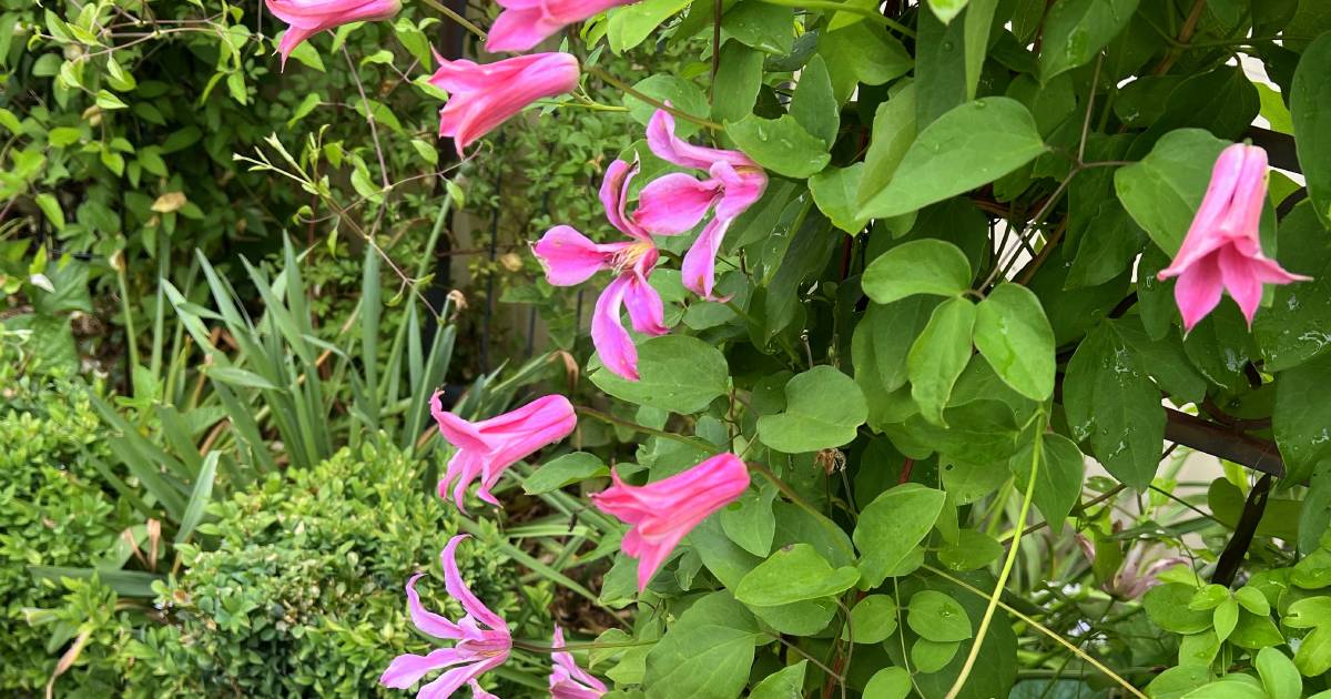 Consider a clematis in cool climates | In Fiona’s Garden | The Land