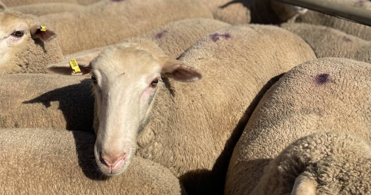 It's about time, $38m for sheep and goat eID rebates