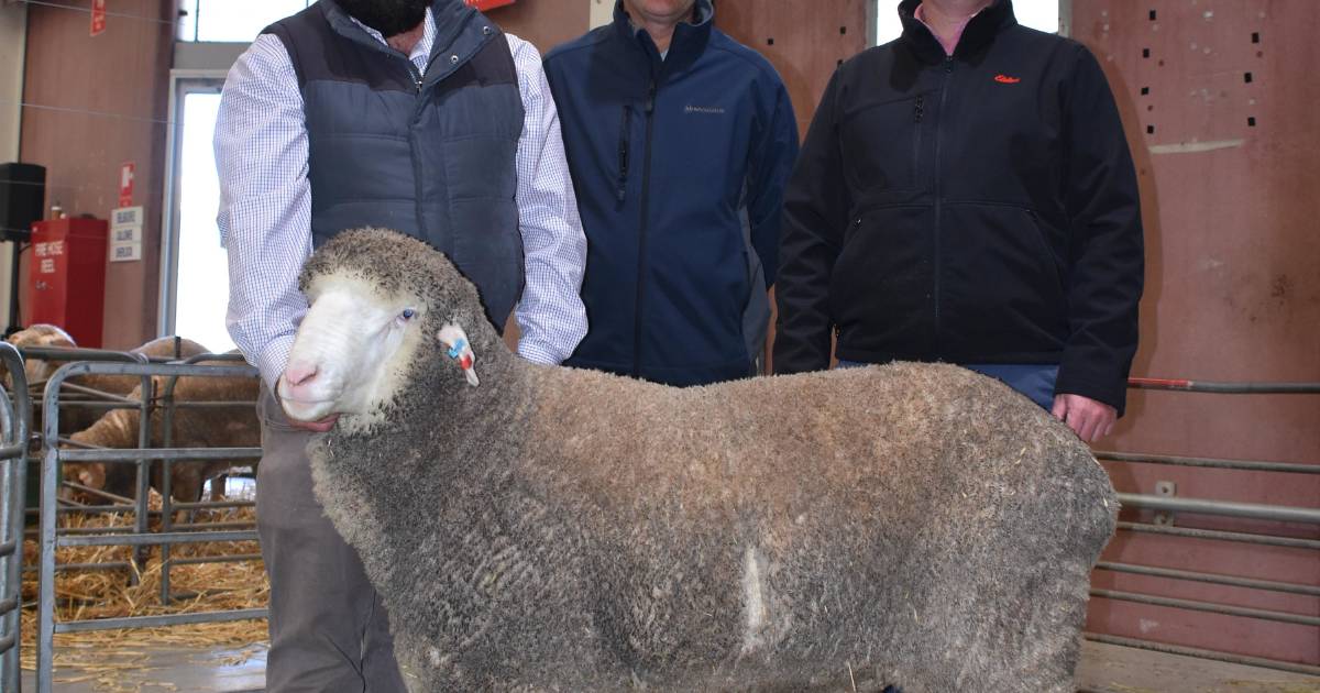 Belka Valley ram sold at Australian Sheep & Wool Show | Farm Weekly