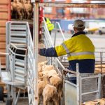 Malanda Show prime beef competition