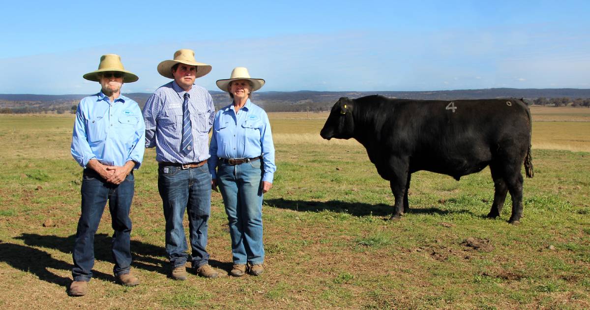 Swanbrook Angus achieves an equal top price of $15,000 | The Land