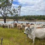 Wet weather clears as Birdsville Big Red Bash kicks off for 2023