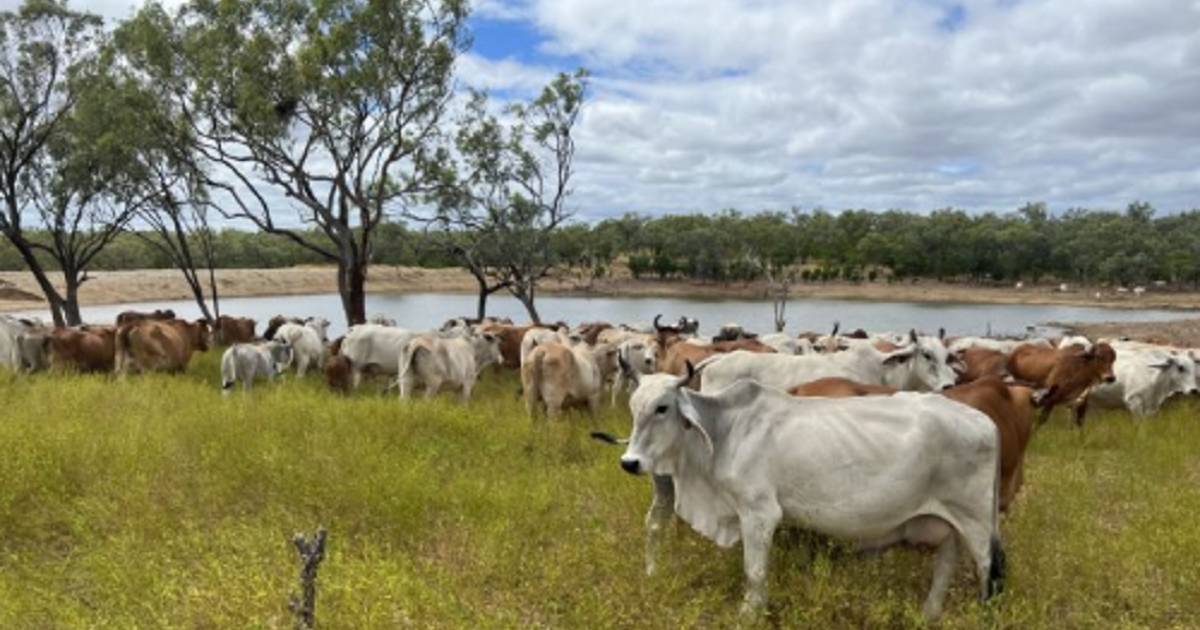 Mistletoe offered with more than 4000 cattle