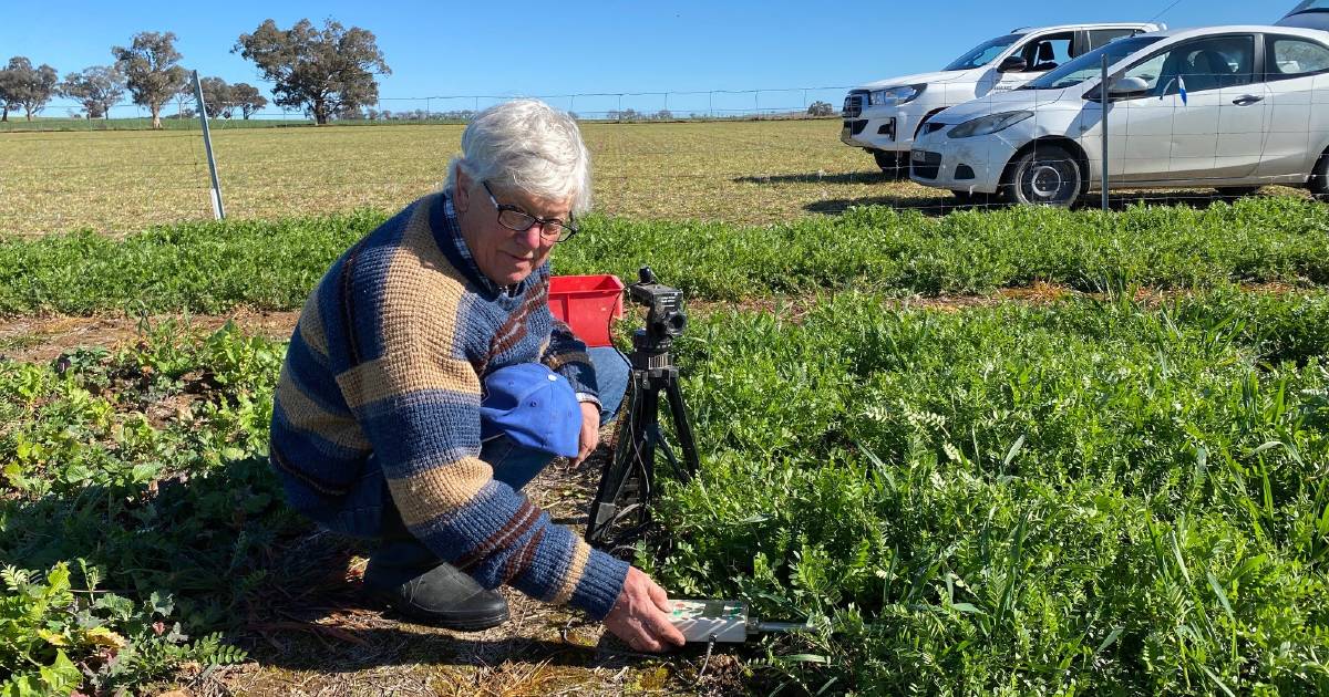 Mixed species crops fill feed gap