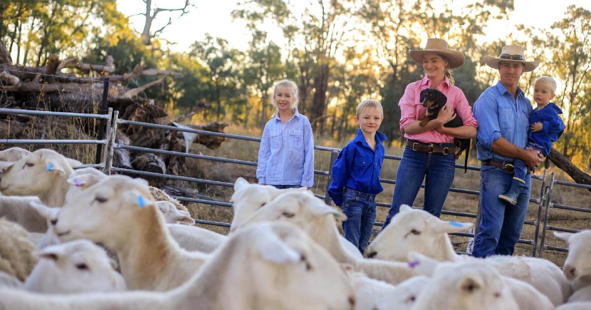 Macintyre Brook Lamb at Yelarbon is going from strength to strength | The Land