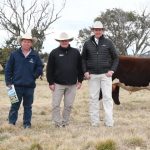 Kaya stud, Narrogin, wins Dorper, White Dorper titles at Australian Sheep and Wool Show Bendigo | Farm Weekly