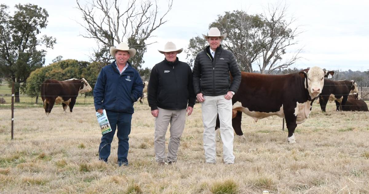 Full clearance and $30,000 top price at Tycolah Poll Herefords bull sale