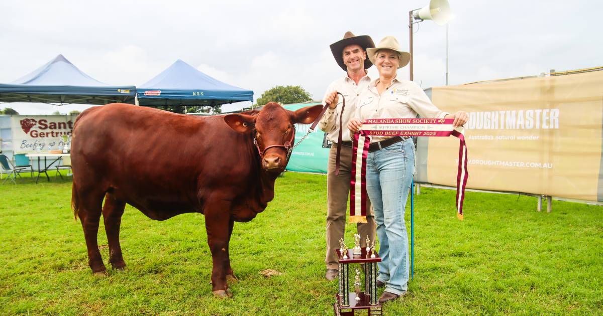 Malanda Show Stud Beef Competition