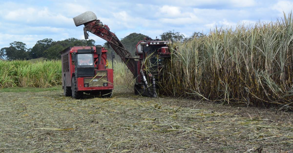 Two years on flood debris causes cane harvest damage but prices are at record high | North Queensland Register