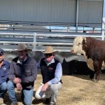 Momentous dominates Lawsons Angus sale at Roma