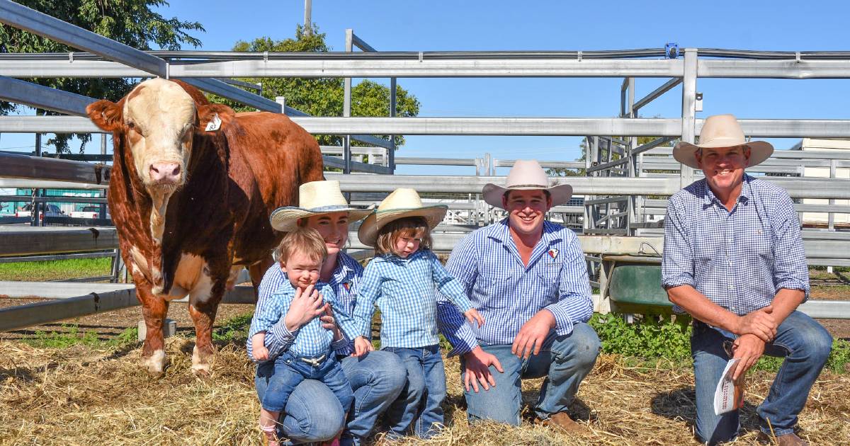 Queensland Simmental bull sale hits $30,000 top at Gracemere