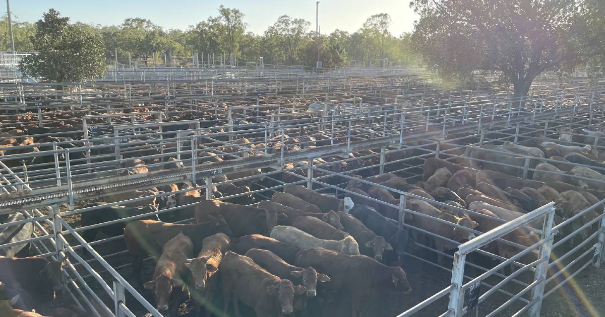 Charolais heifers win top award at Clermont special weaner and feeder sale