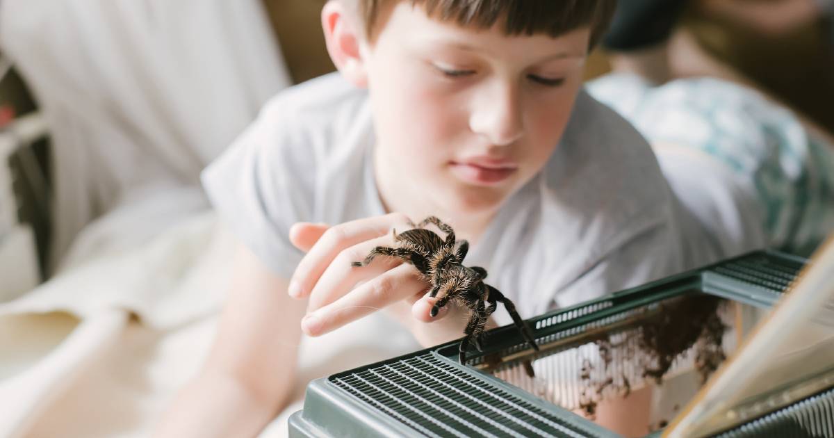 The booming online trade in pet insects is threatening Australia's biosecurity