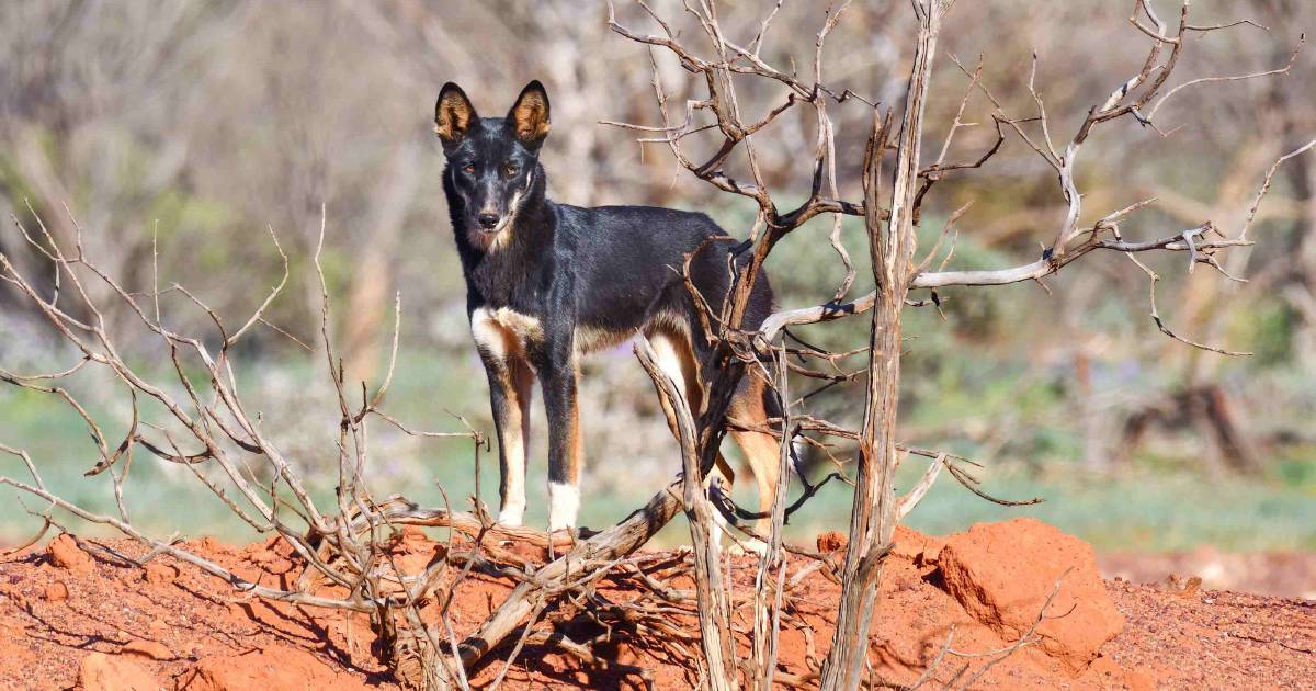 Councils and NRMs to share $1m in new pest grants