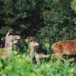 Livestock agents take the bids