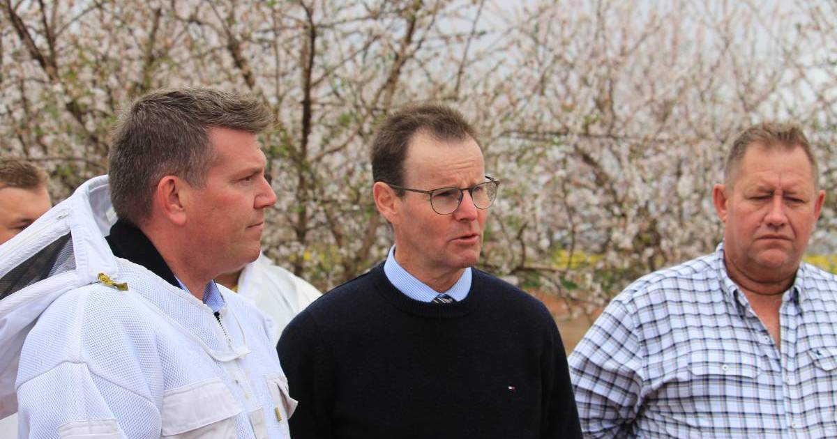 Almond harvest at a 30 per cent loss