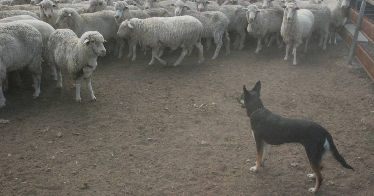 Plight of shearers and shedhands somewhat dire as sheep numbers tumble