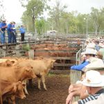 Santa cross weaner steers sell for $900 at Beaudesert | Queensland Country Life