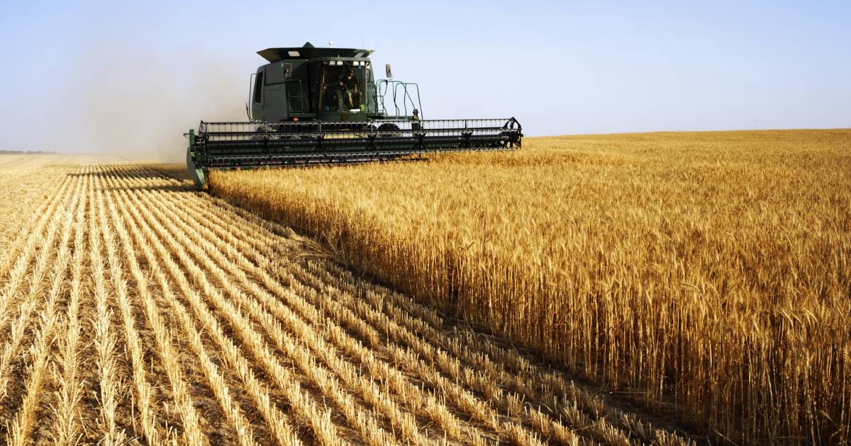 GGA estimates grain losses cost WA farmers $320 million last year | Farm Weekly