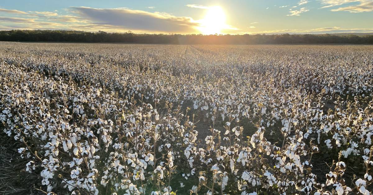 New gene technology boosts weed management in cotton | The Land