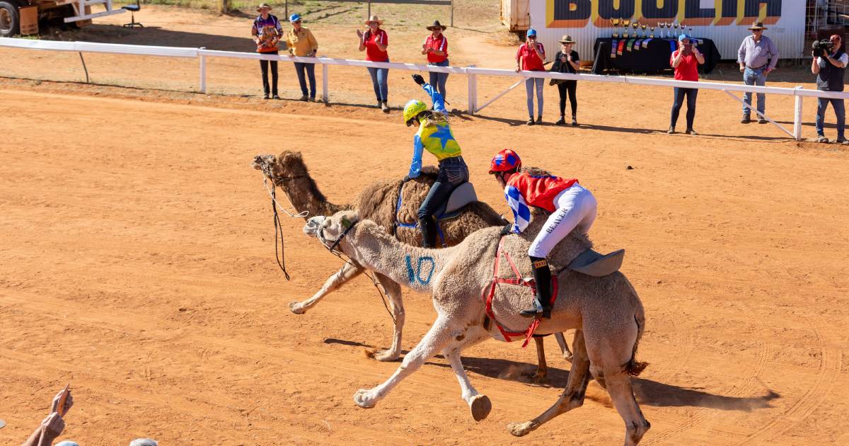 Firebelly Em wins the Melbourne Cup of camel races by a nose