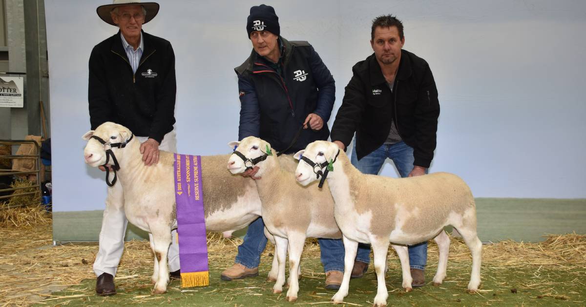 Hillcroft Farms stud, Popanyinning wins in UltraWhite breeds at Australian Sheep and Wool Show Bendigo | Farm Weekly