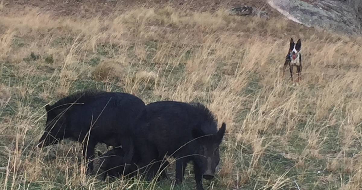 Northern Territory national parks allow pig hunters to some areas