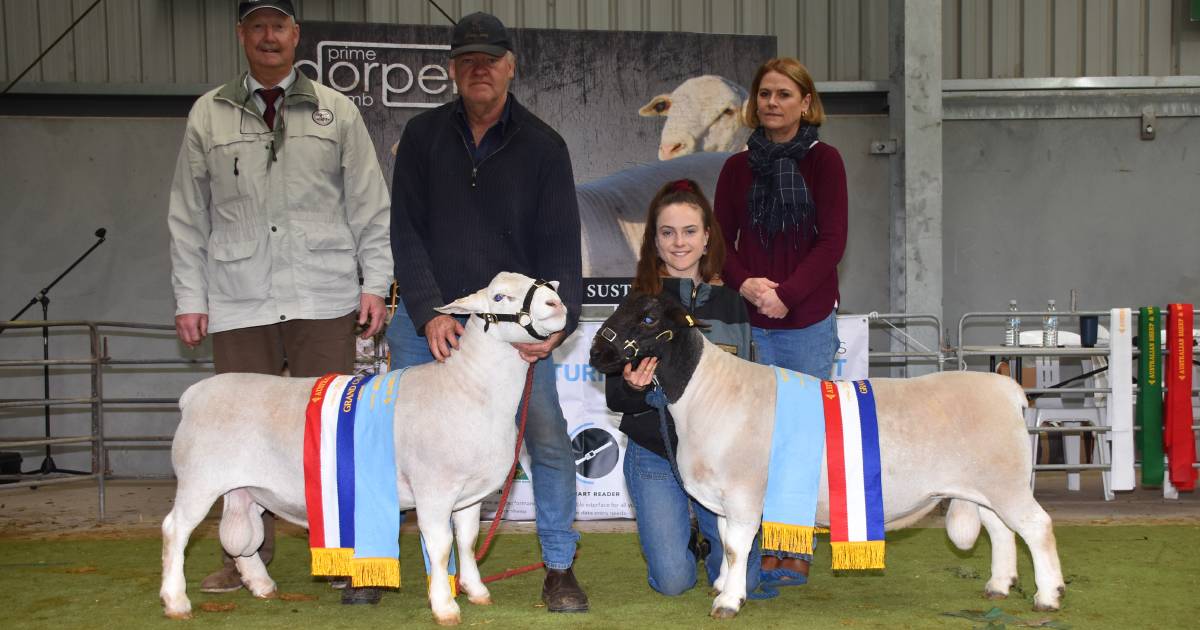 Kaya stud, Narrogin, wins Dorper, White Dorper titles at Australian Sheep and Wool Show Bendigo | Farm Weekly