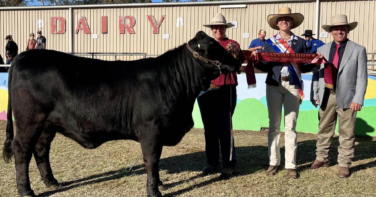 Brangus heifer impresses at Gatton show