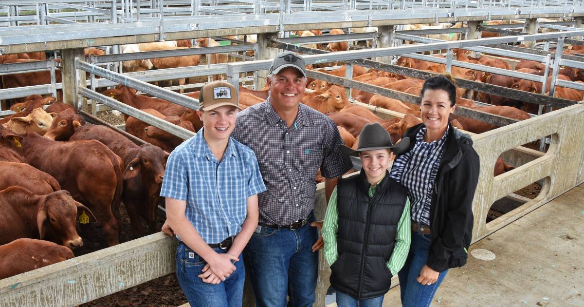 Steer price lifts to 404.2c/kg as rain impacts CQLX special weaner sale yarding