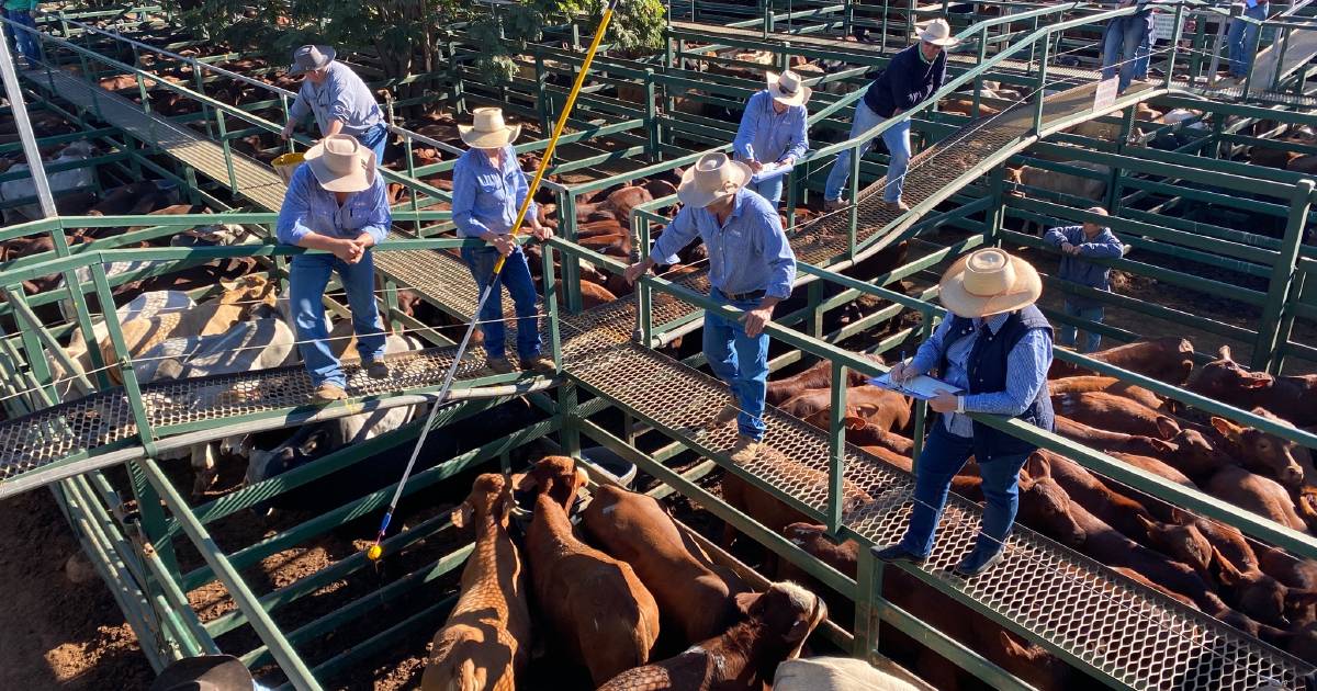 Light weight restocker steers sell to 396c, average 367c, at Blackall | Queensland Country Life