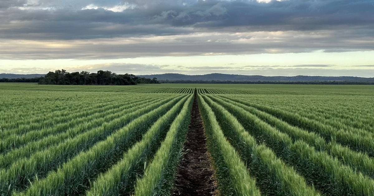 Winter rain ‘mixed bag’ for growers in central and southern Queensland | Queensland Country Life