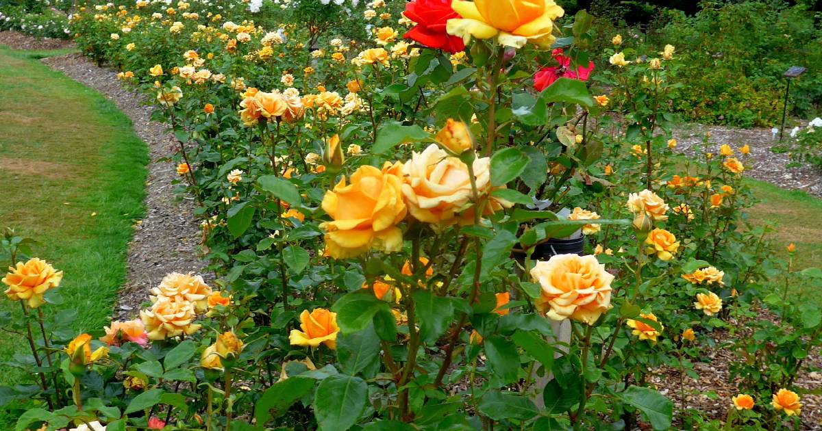 A short pose for the rose | In Fiona's Garden