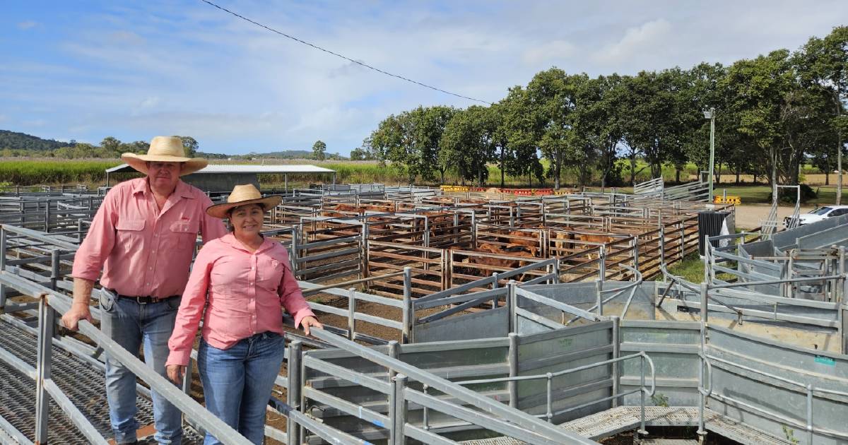 Sarina Combined Agents Prime and Store sale sees slight price rise | North Queensland Register