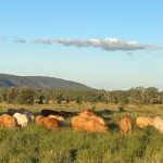 Auctioneers take the bids at Wodonga