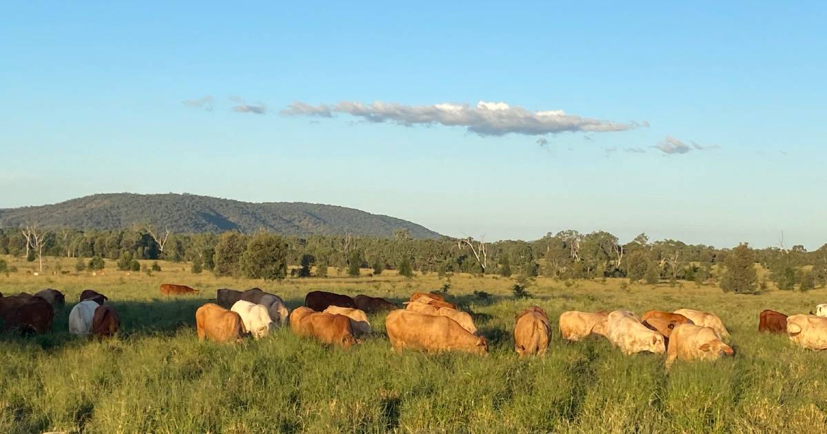 Pasture dieback, pasture rundown, land condition decline focus of NABRC research | Queensland Country Life