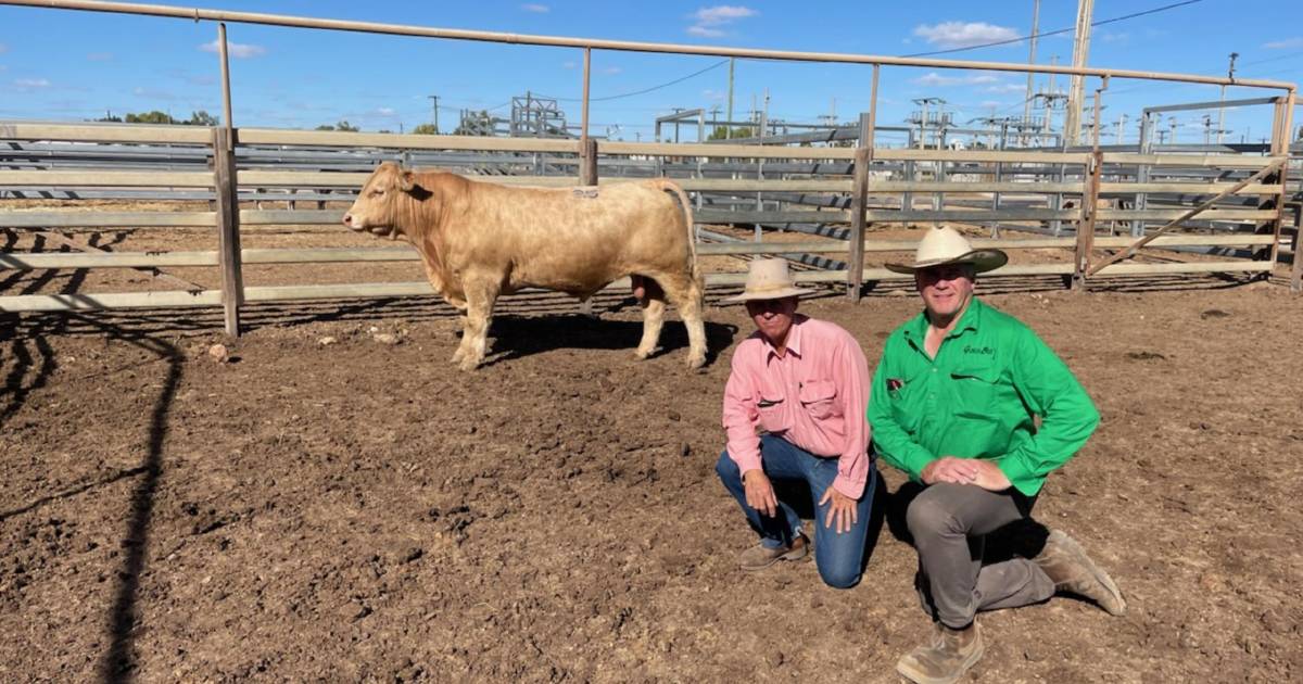 North-west buyers return for Glenlea bulls