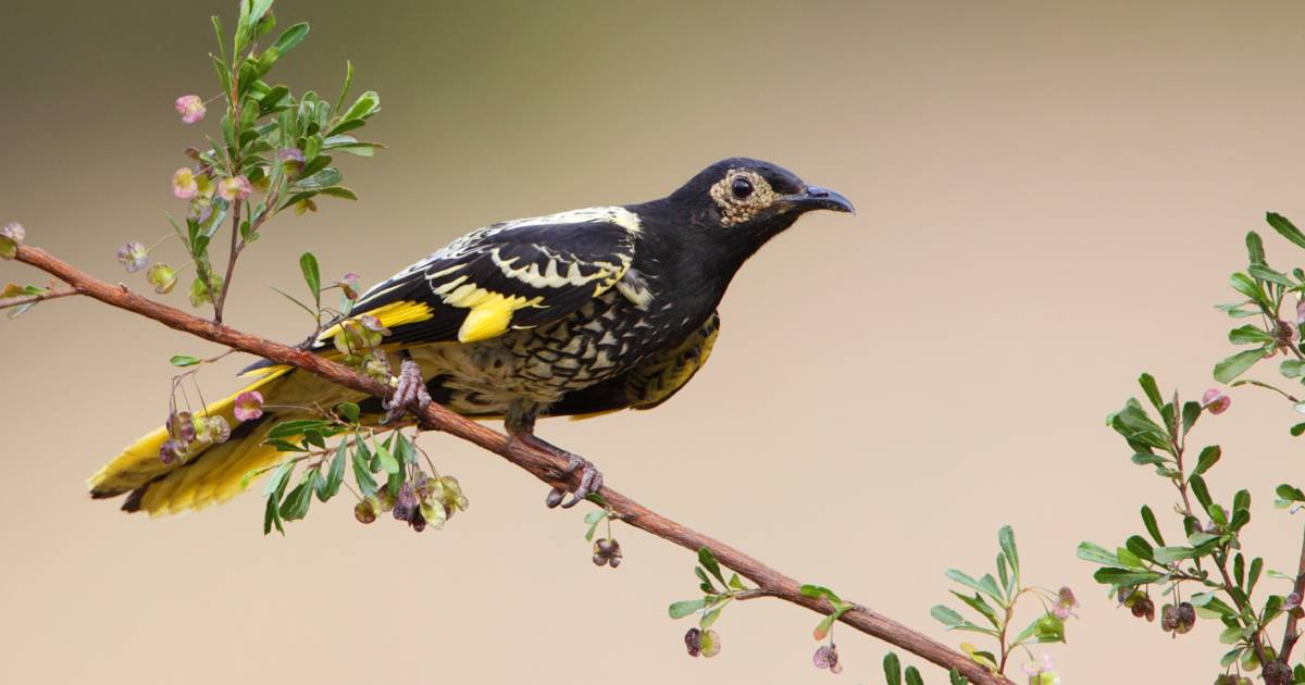 Critically endangered bird spotted in higher numbers