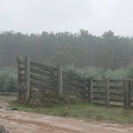 Man critical after pig shooting accident on Qld station