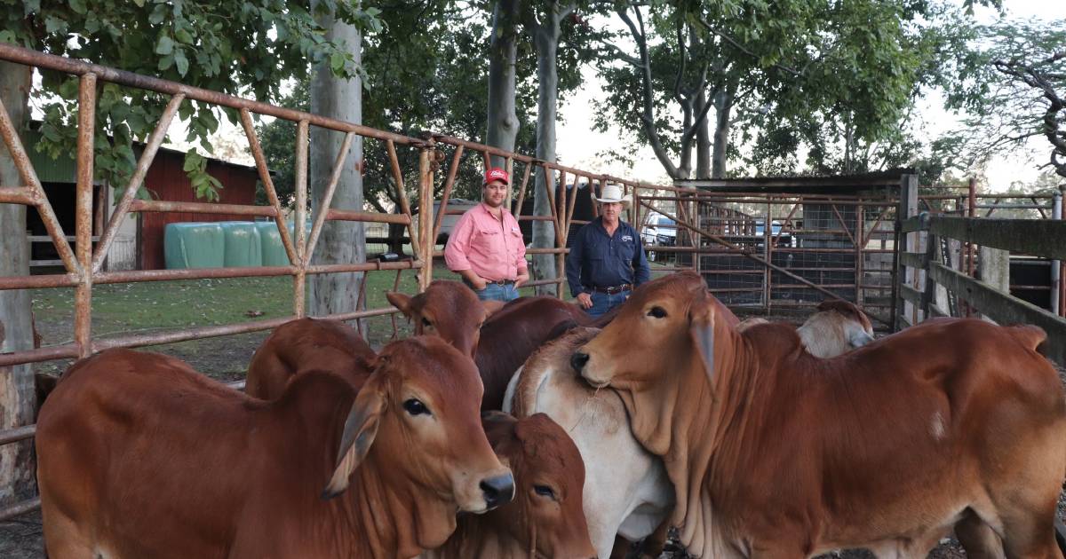 Heifers make 480c at Gin Gin