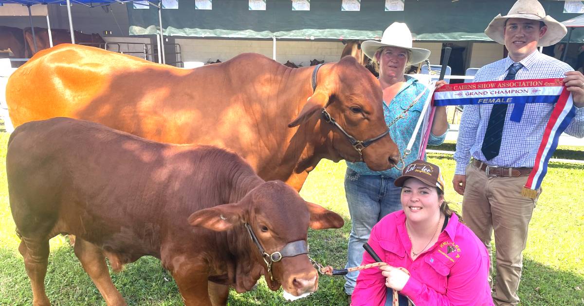 Cairns stud cattle results