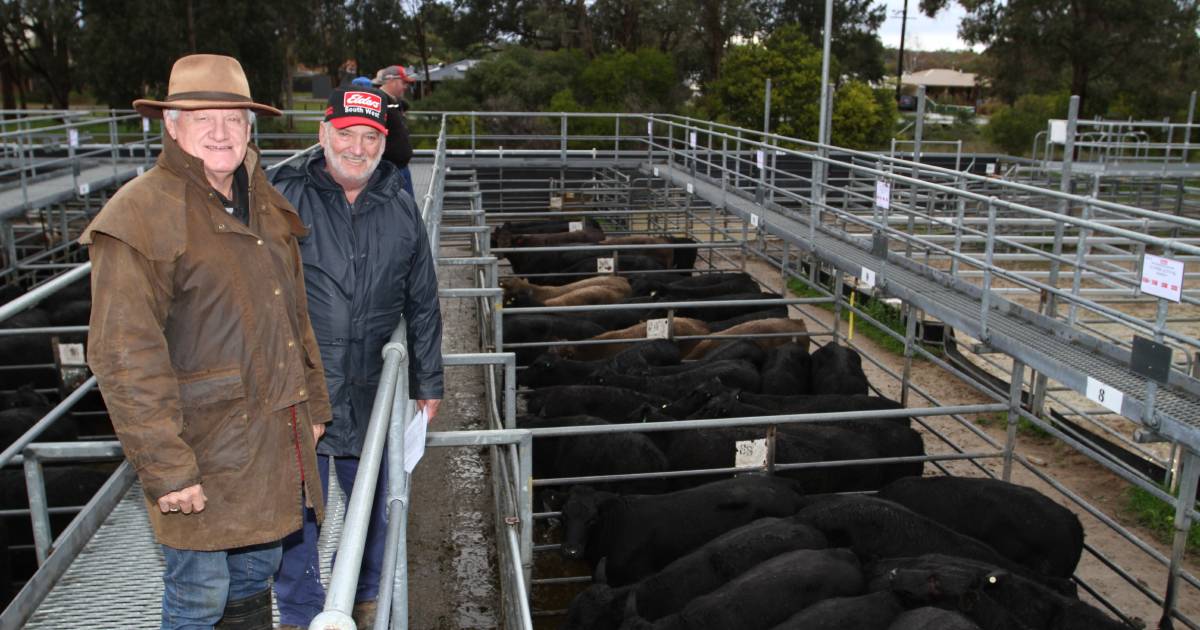 Elders Boyanup cattle sees beef steers top $1739 | Farm Weekly